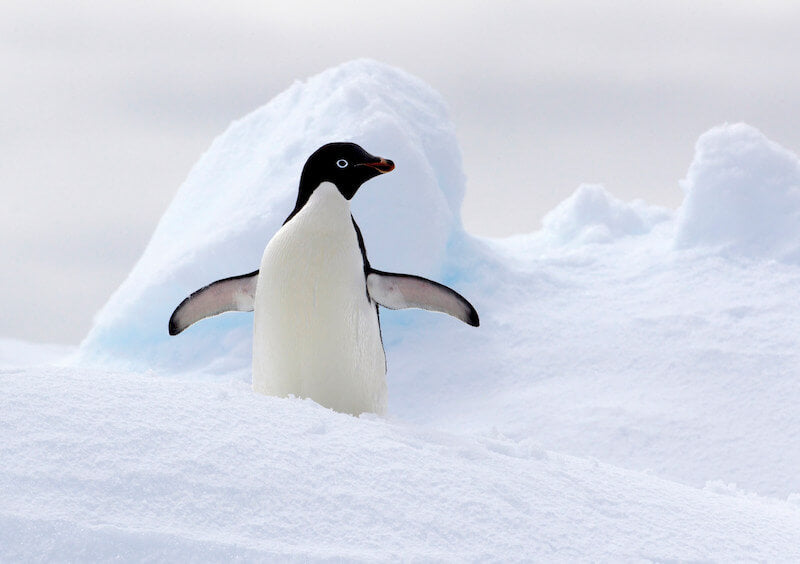 Pinguin Nachhaltige Mode