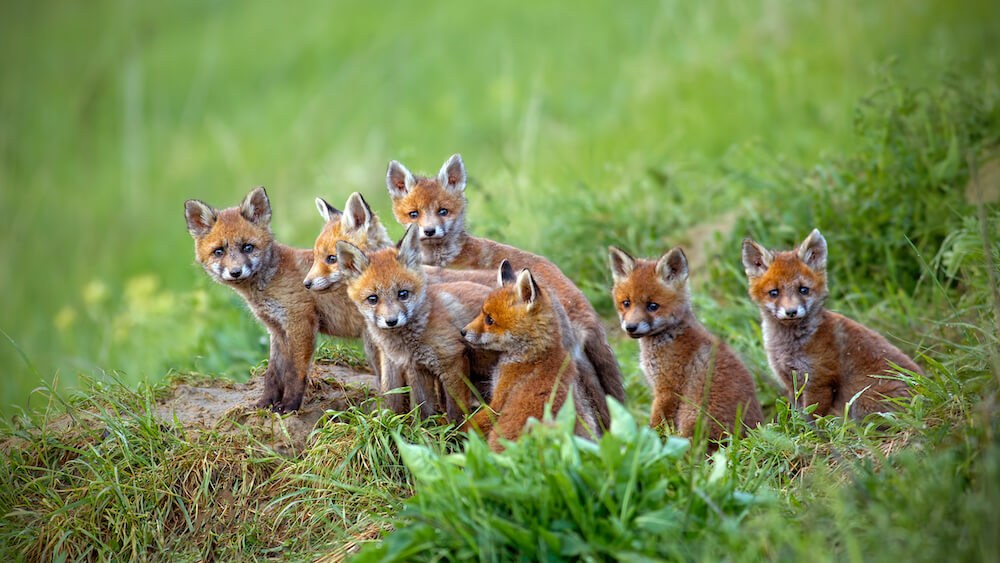 Fuchs Fair Fashion - nachhaltige Mode