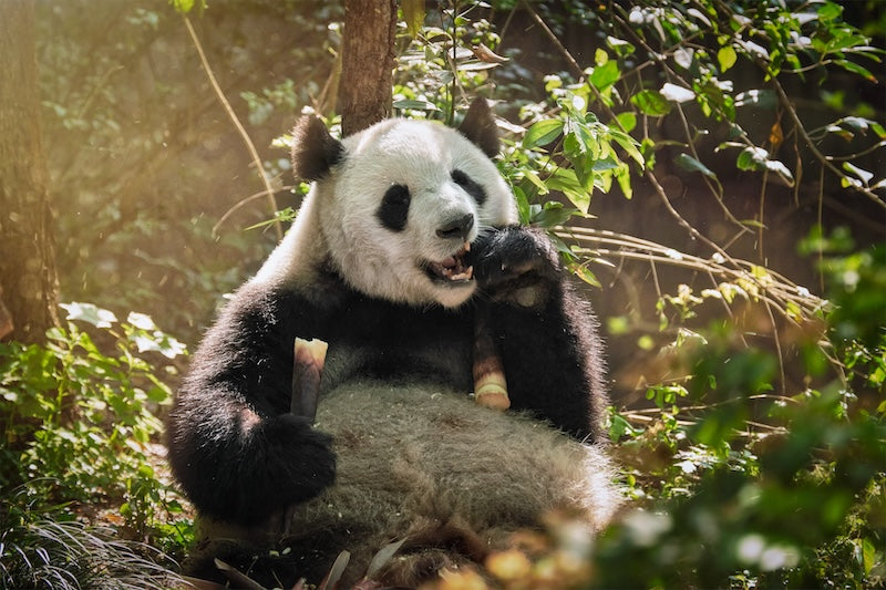 Giant Panda Sustainable Fashion