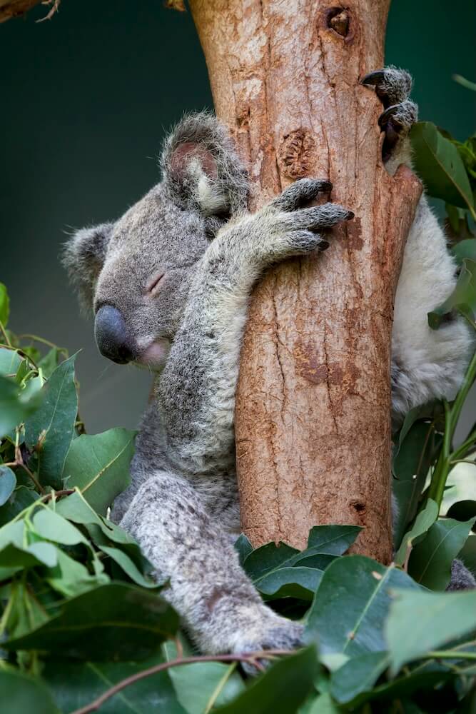 Schutz für Koalas - Green Outfitter nachhaltige Mode