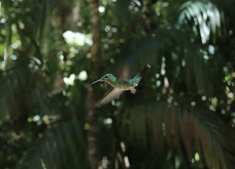 Kolibri - Naturschutz - nachhaltige Mode