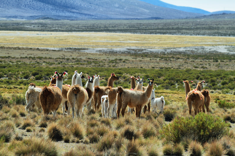 Lama Spende Naturschutz