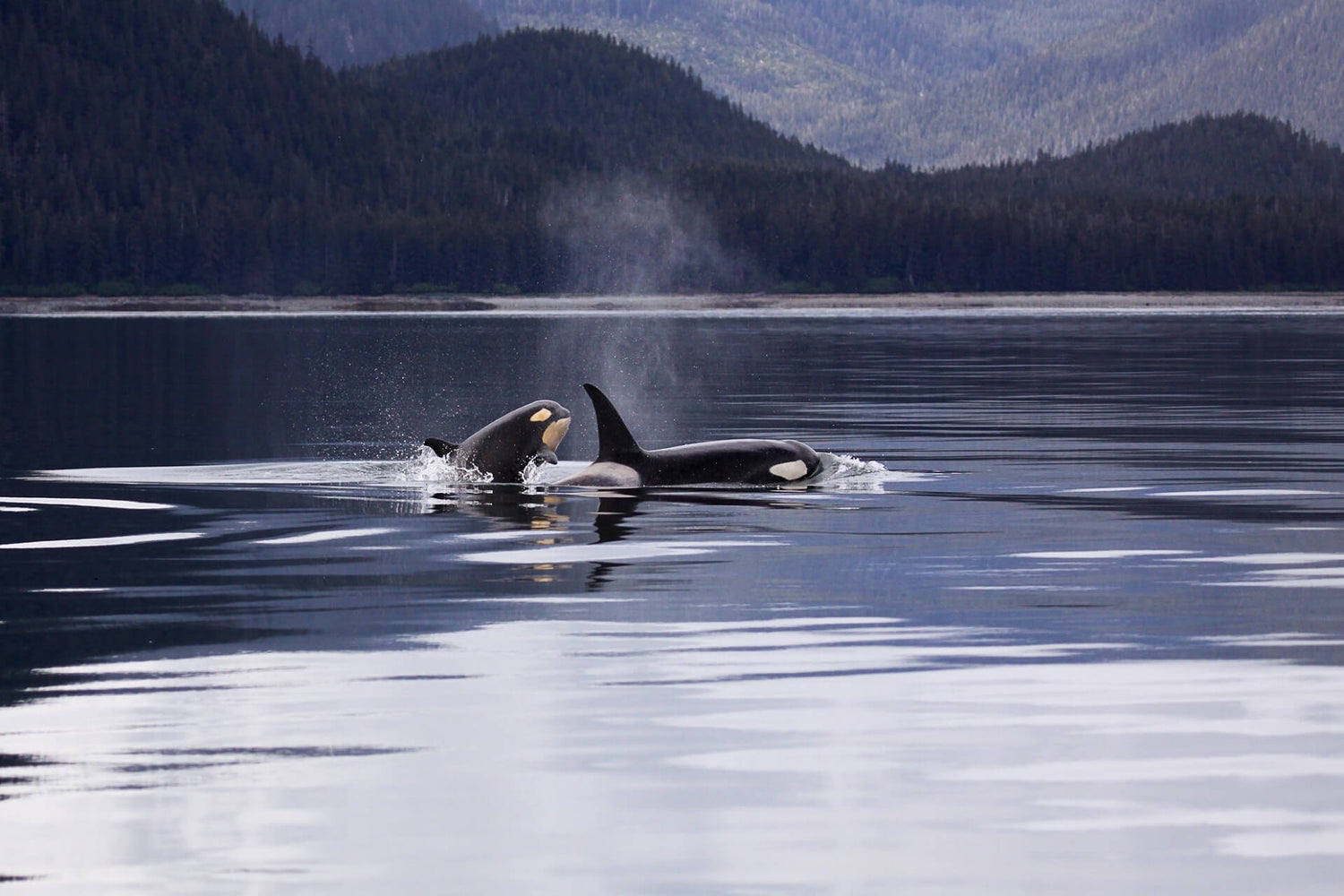 Orca Spende Naturschutz